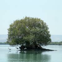 Bosque de Hara (manglares) de Qeshm